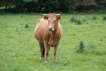 Brown Cow grass farm field