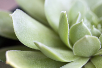 Close up of rock rose