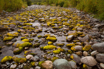Moss on river stones in the dry riverbed. The Koni Peninsula. Magadan oblast. - obrazy, fototapety, plakaty