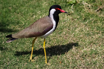 Front view of a Red wattled lapwing, facing, Ranthambore National Park, India