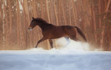 Bay horse galloping on snow on forest background