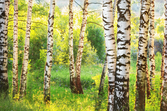 Fototapeta summer in sunny birch forest