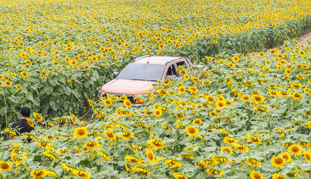 Car Drive Thru Sunflower Field