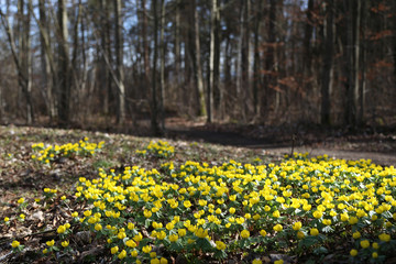 Winter aconite / Eranthis hyemalis grows in Southern Europe, the picture is taken in Germany.