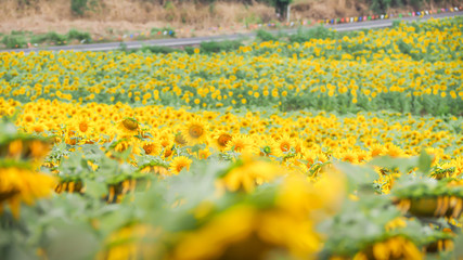 Fototapeta premium Sunflower blossom pattern