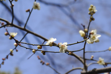 白梅