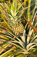 Fototapeta premium pineapple in a field