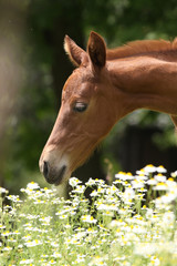 Fototapeta premium Fohlen riecht an Blumen