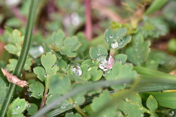 小さな草と水滴