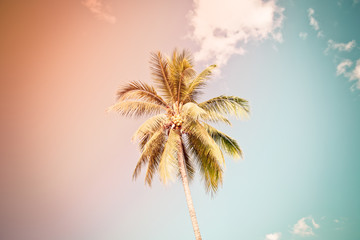Obraz premium coconut tree under cloud and blue sky, vintage tone