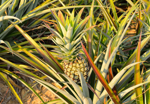 pineapple in a field