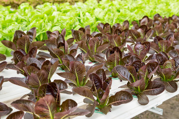 red cos lettuce salad plant in the hydroponic system