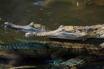 Australian fresh water crocodiles