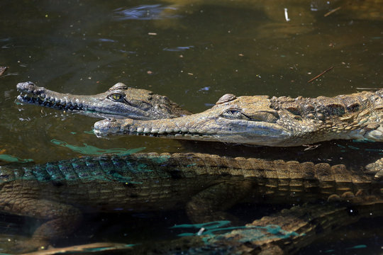 Australian fresh water crocodiles