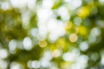 Obraz premium Green nature blur background defocus