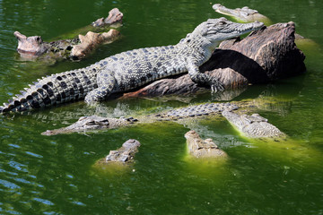 Young salt water crocodile on log in river