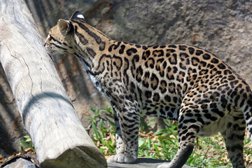 Ocelot