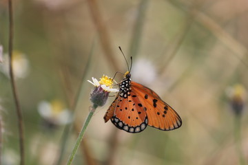 butterfly