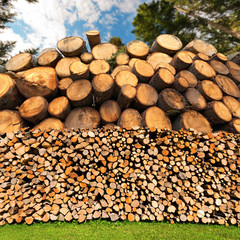 Firewood Logs - Tree Trunks - Forest