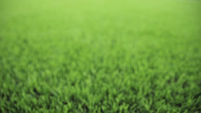 Unfocused green background. Slider shot