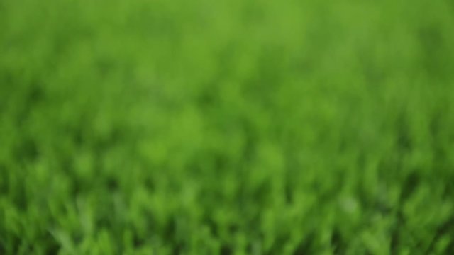 Unfocused green background. Slider shot