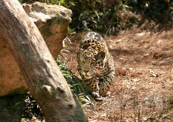 Foto op Canvas Jaguar © Ronnie Howard