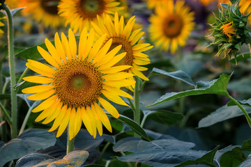Close up of sunflowers.