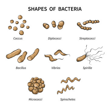 Poster shapes of bacteria on white background. Vector illustration