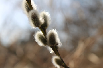 Willow catkins in spring sunshine