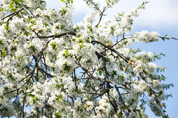Cherry tree spring blossom, branch with flowers closeup