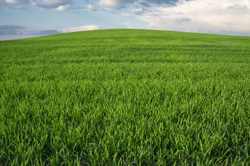 Grass on the hill under sky with clouds.