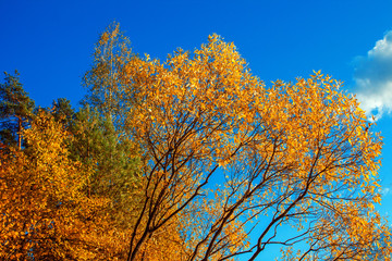 Bright yellow autumn leaves against the blue sky.