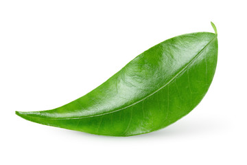 Citrus leaf isolated on white background. Full depth of field.