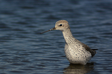 albastrello (Tringa stagnatilis) - nello stagno - ritratto