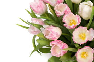 Tender pink tulips over white background, with copy space