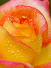 Yellow with pink edge noble rose. Macro shot.
