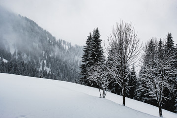 Schneebedeckte Bäume im Nebel
