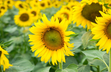Fototapeta premium sunflowers