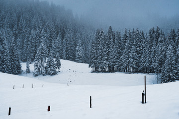 Schneebedeckte Bäume im Nebel