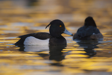 Tufted duck Aythya fuligula - adult drake