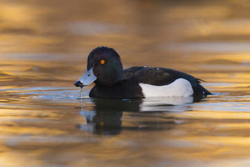 Tufted duck Aythya fuligula - adult drake