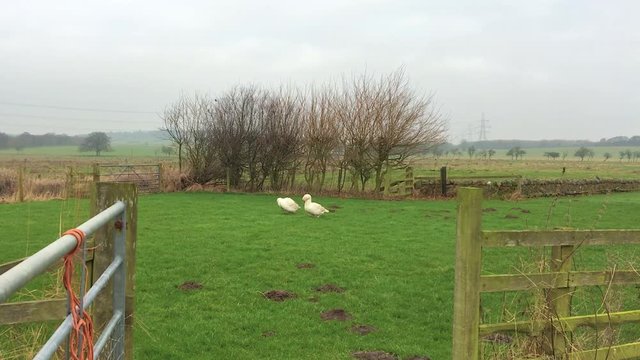 Two Domestic White Geese - Puddle Ducks Through Farm Gate - English Countryside