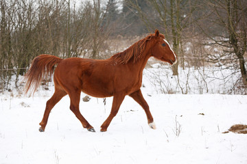 Fototapeta na wymiar Nice chestnut horse running in winter