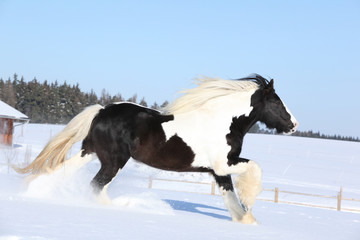 Fototapeta na wymiar Amazing stallion of irish cob running in winter