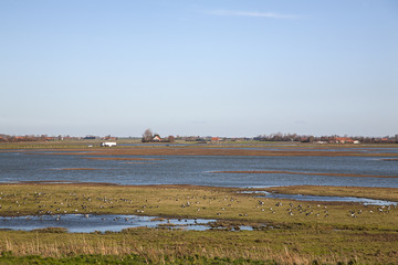 Fototapeta na wymiar Salt marsh with a.o. Barnacle Geese, Eastern Scheldt National Park, Schouwen-Duiveland, Zeeland, Netherlands