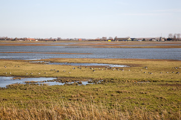 Fototapeta na wymiar Salt marsh with a.o. Barnacle Geese, Eastern Scheldt National Park, Schouwen-Duiveland, Zeeland, Netherlands
