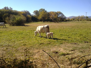 Obraz premium vaca y ternero