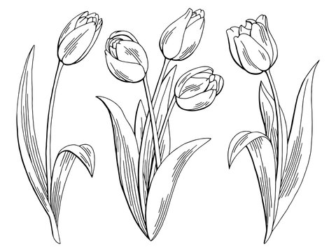 Tulip flower graphic black white isolated sketch illustration vector