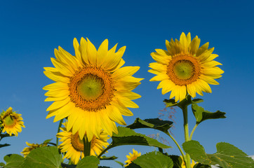 Close up sunflowers and blue sky in the morning