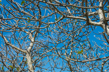 frangipani branches with blue sky
